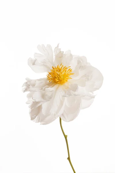 Flor Peônia Branco Close — Fotografia de Stock