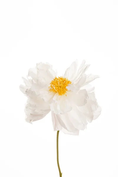 Pivoine Fleur Sur Blanc Gros Plan — Photo