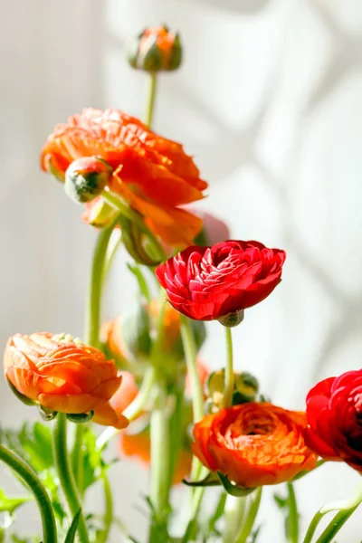 Coloridas Flores Buttercup Persas Ranunculus —  Fotos de Stock