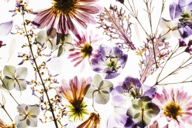 Beyaz arkaplanda kuru çiçekler 