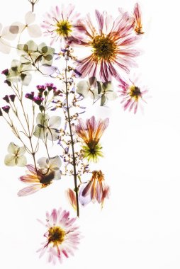 Beyaz arkaplanda kuru çiçekler 