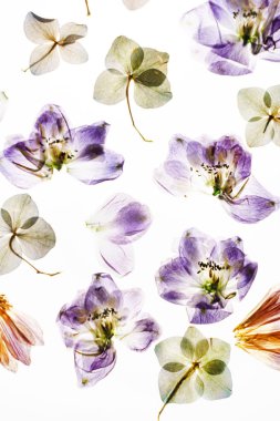 Beyaz arkaplanda kuru çiçekler 