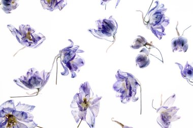 izole beyaz zemin üzerine kuru flowes