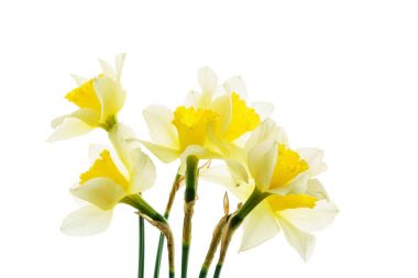 taze nergis çiçek. Yakın çekim