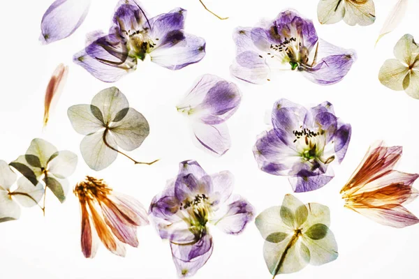 Dry Flowers White Background — Stock Photo, Image