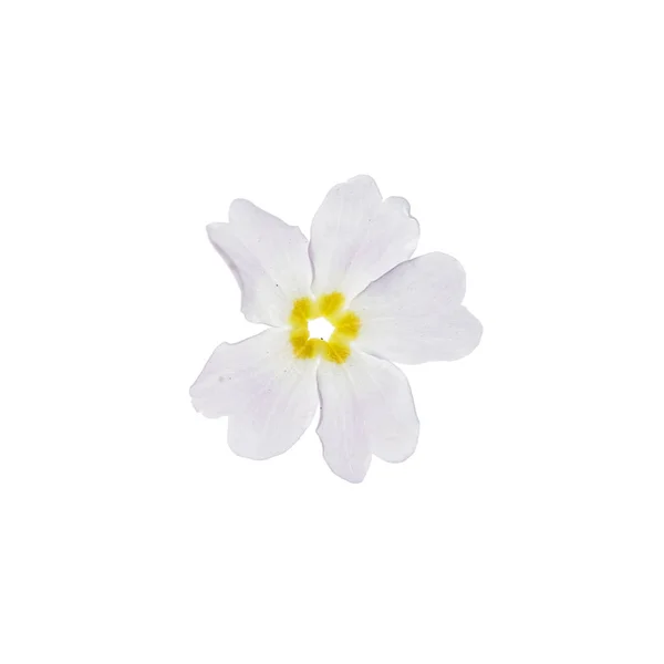Ładne Wiosenne Kwiaty Białym — Zdjęcie stockowe
