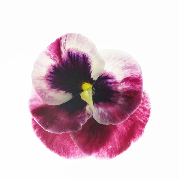 ビオラの花が分離します クローズ アップ — ストック写真