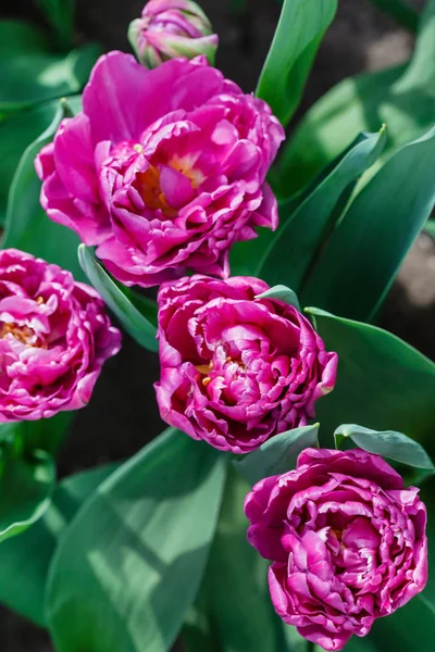 Mooie Heldere Tulpen Voorjaar Veld — Stockfoto