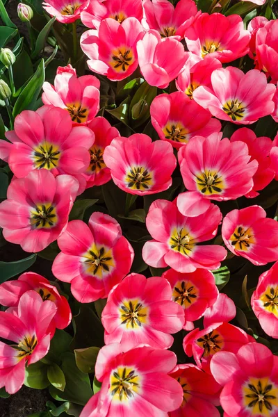 Piękne Tulipany Jasne Pole Wiosną — Zdjęcie stockowe
