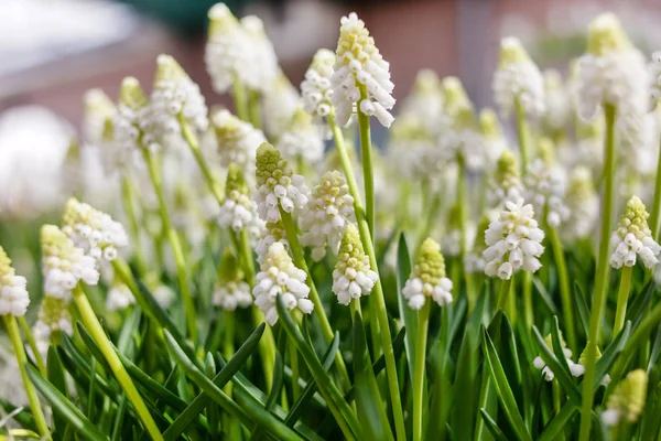 Muscari Fehér Virágok Közelről — Stock Fotó