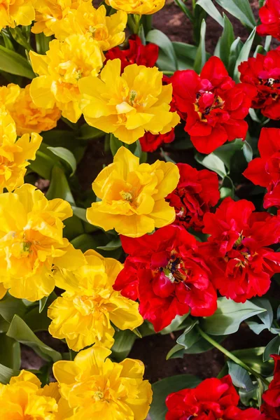 Mooie Heldere Tulpen Voorjaar Veld — Stockfoto