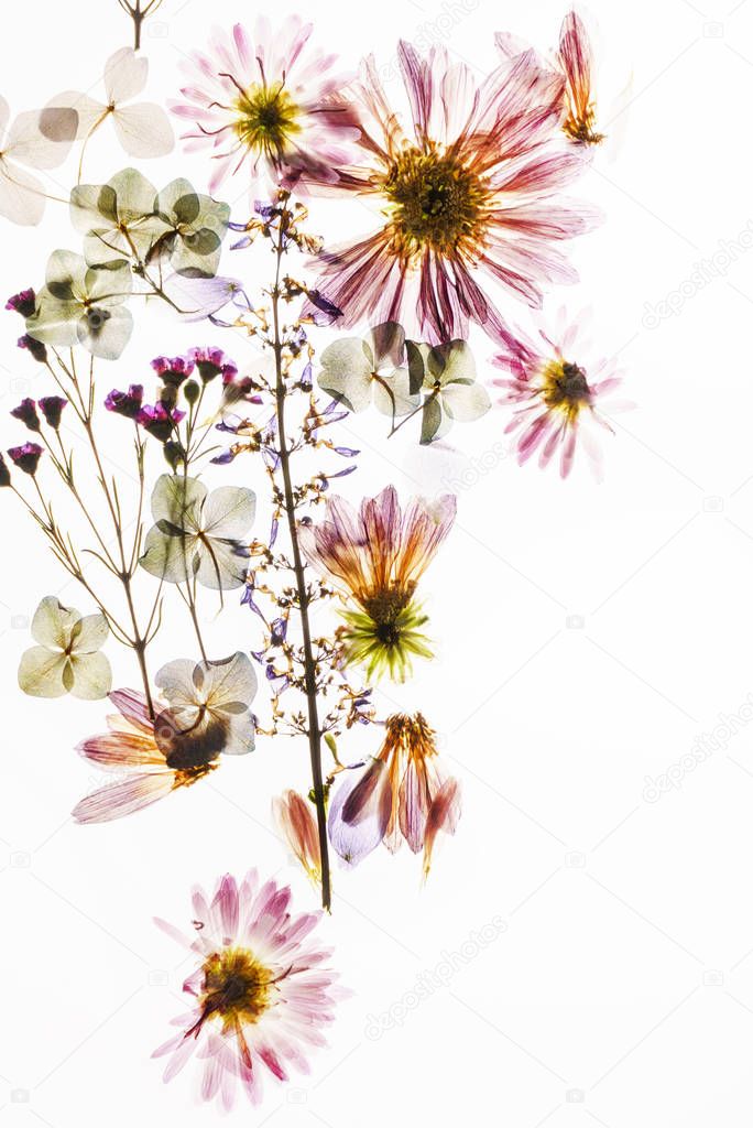 dry flowers on the white background 