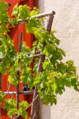 Genç üzüm asma. Yakın çekim