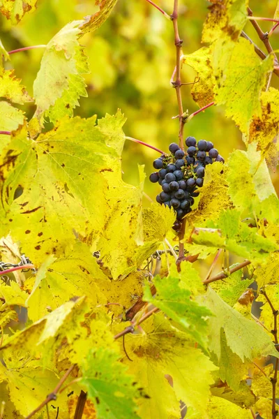 Vignoble Automne Avec Raisins Gros Plan — Photo