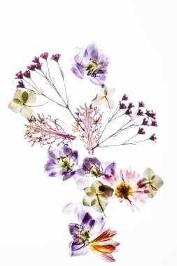 Beyaz arkaplanda kuru çiçekler 