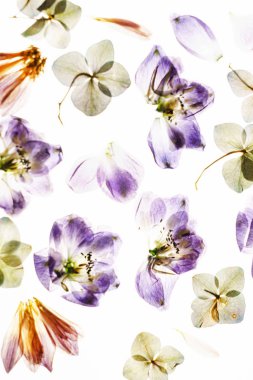 Beyaz arkaplanda kuru çiçekler 