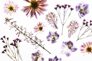 Beyaz arkaplanda kuru çiçekler 