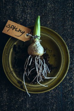 Bahar sümbül ampul. Yakın çekim