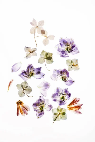 Fleurs Sèches Sur Fond Blanc — Photo