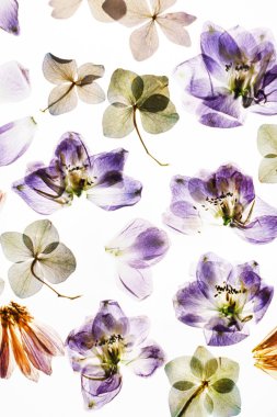 Beyaz arkaplanda kuru çiçekler 