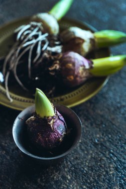 hyacint ampul Bahar, yakın çekim