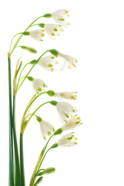 Flores Queda Neve Branco Close — Fotografia de Stock