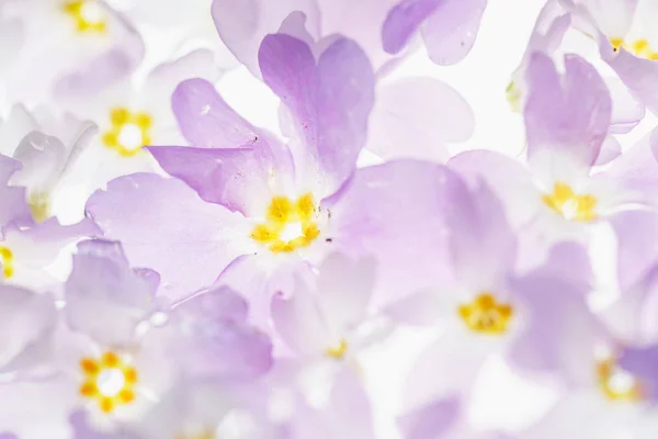 Красивые Весенние Цветы Белом — стоковое фото