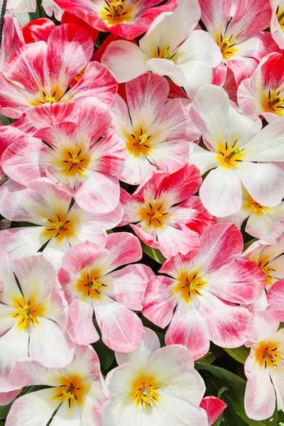 Beautiful Bright Tulips Spring Field — Stock Photo, Image