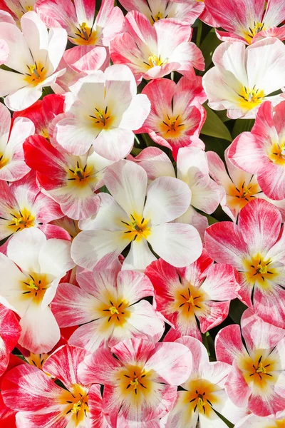Schöne Helle Tulpen Frühlingsfeld — Stockfoto