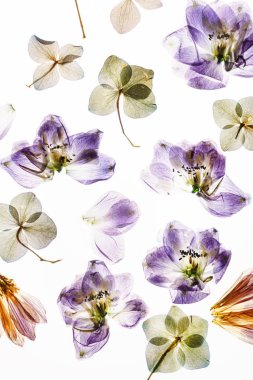 Beyaz arkaplanda kuru çiçekler 