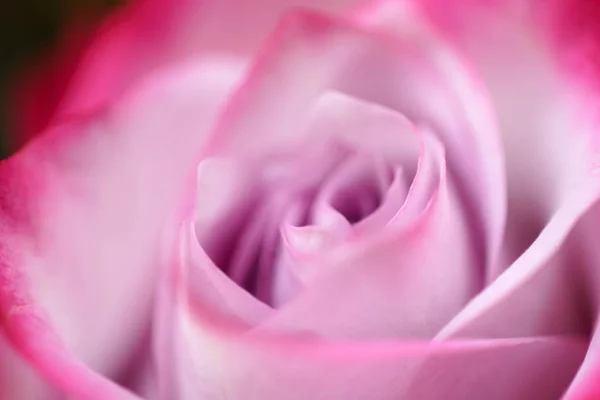 Bright Rose Flower Close — Stock Photo, Image