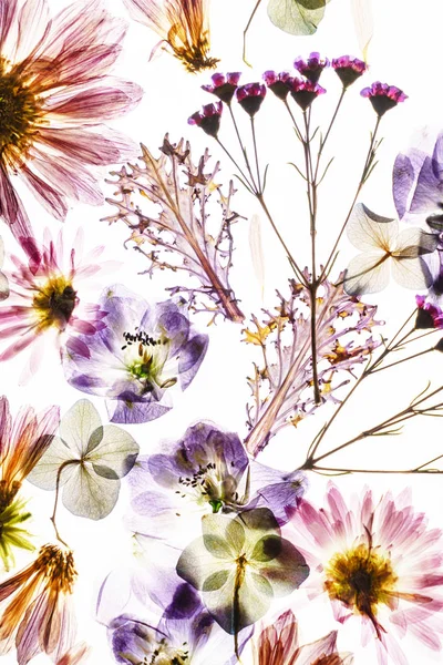 Beyaz arkaplanda kuru çiçekler 