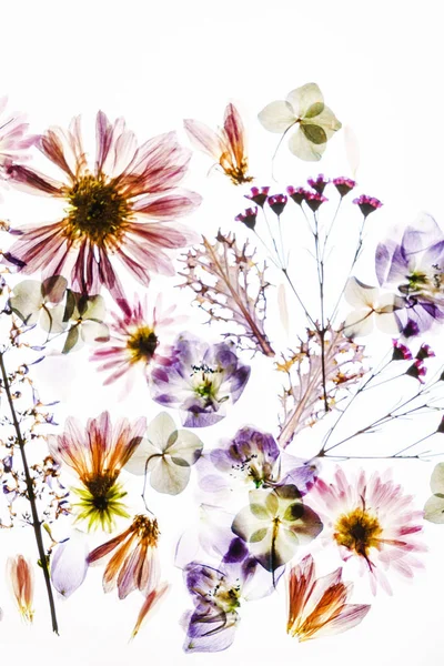 Beyaz arkaplanda kuru çiçekler 