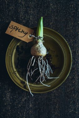 sümbül ampul Bahar, yakın çekim