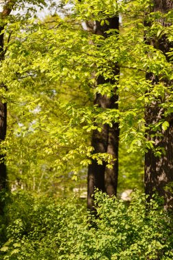 Avrupa'nın bahar bahçe. Doğa