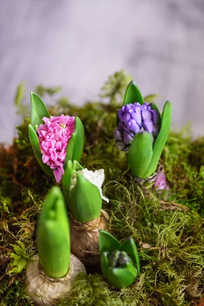 Bulbo de flores fotos de stock, imágenes de Bulbo de flores sin royalties |  Depositphotos