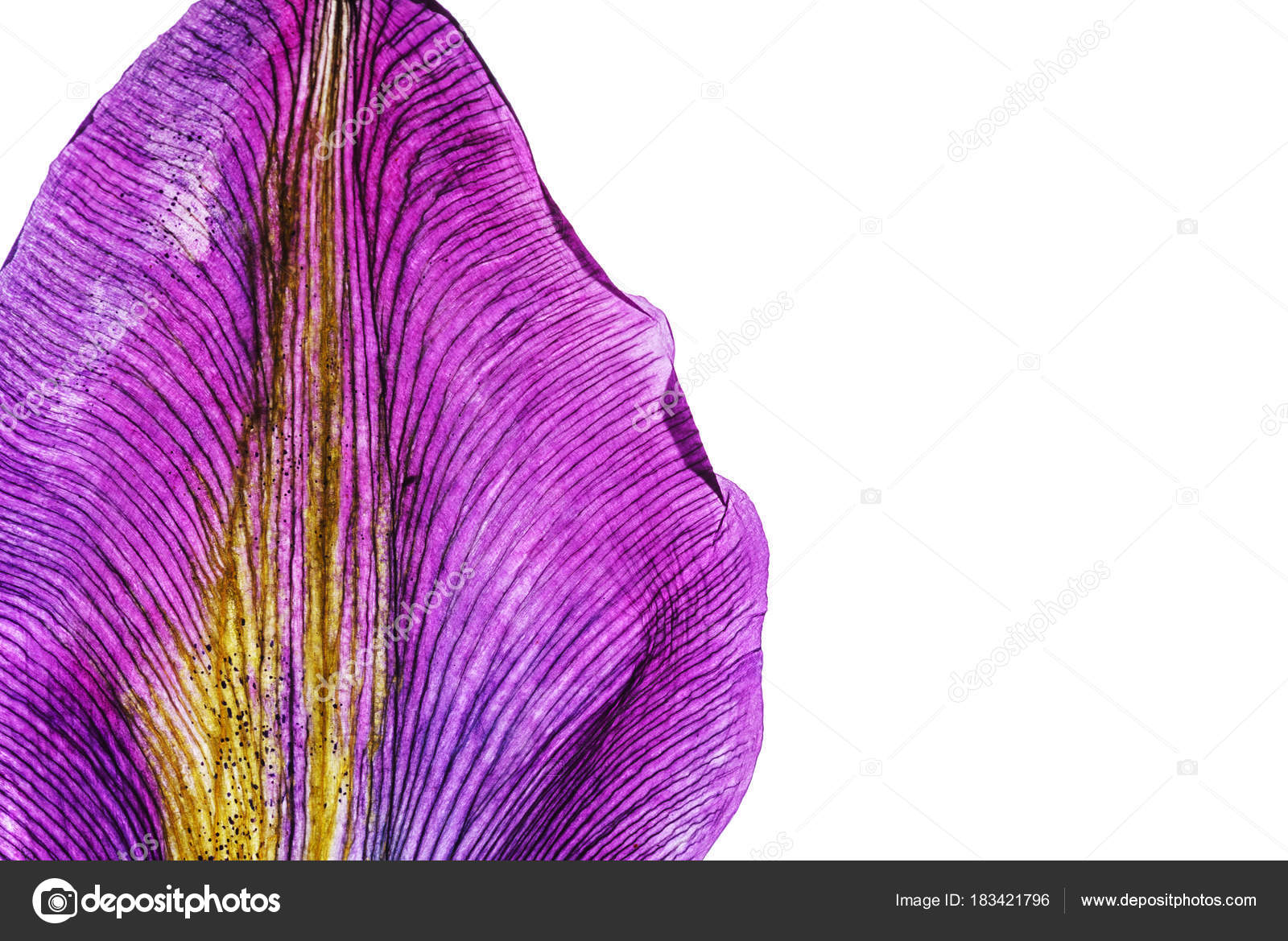 Bright Iris Petals Close Stock Photo by ©Shebeko 183421796