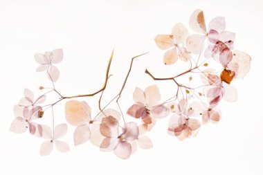 Beyaz kuru ortanca çiçekleri 