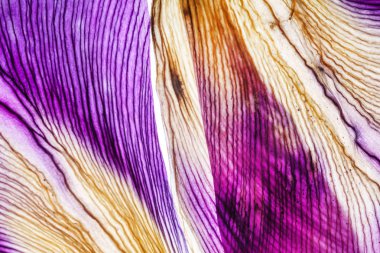 parlak Iris yaprakları yakın çekim