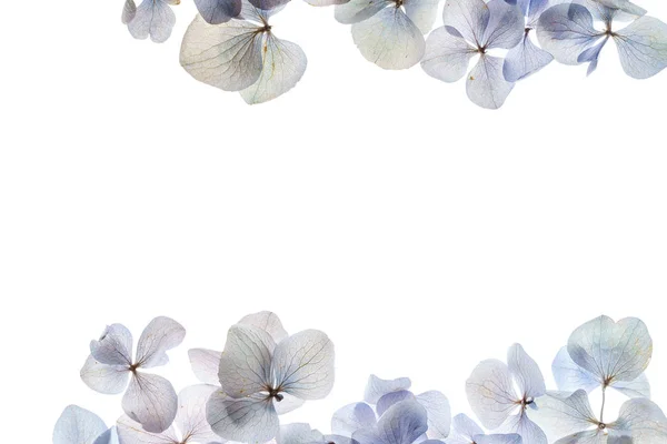Bela Composição Floral Fundo Branco — Fotografia de Stock