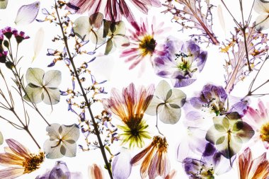 Çiçekler beyaz zemin üzerine kuru, yakın çekim