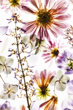 Çiçekler beyaz zemin üzerine kuru, yakın çekim