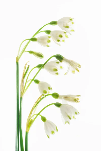 Flores Nieve Blanco Cerca — Foto de Stock
