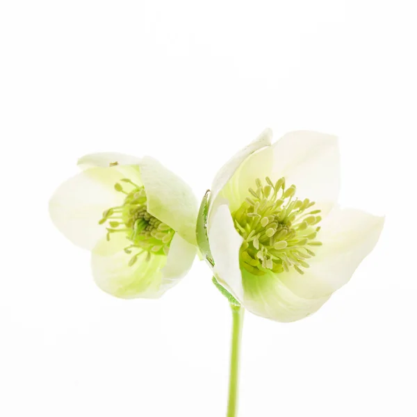 Hellebore Blume Auf Dem Weißen Nahaufnahme — Stockfoto