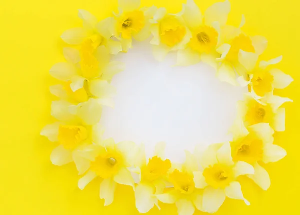 Flores Narcisas Brillantes Frescas Cerca —  Fotos de Stock