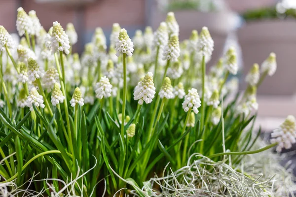 Fehér Virágai Muscari Közelről — Stock Fotó