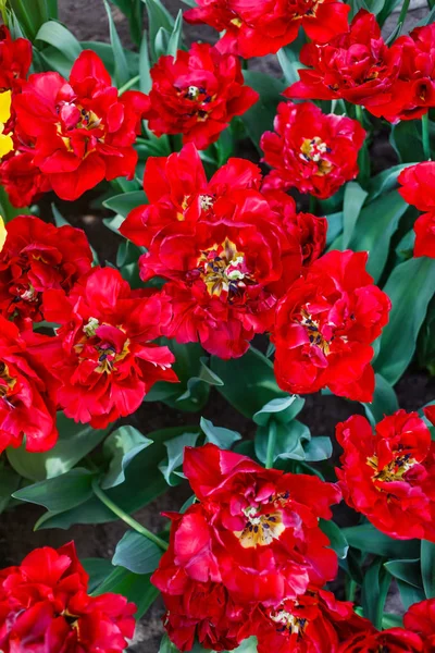 Красивые Яркие Тюльпаны Весеннем Поле — стоковое фото