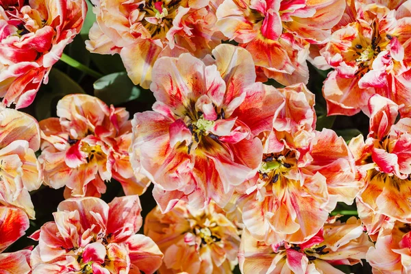 Hermosos Tulipanes Brillantes Campo Primavera —  Fotos de Stock