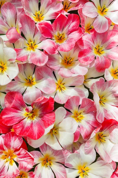 Bei Tulipani Lucenti Campo Primavera — Foto Stock