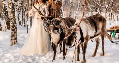 karlı alanda Kuzey geyik 